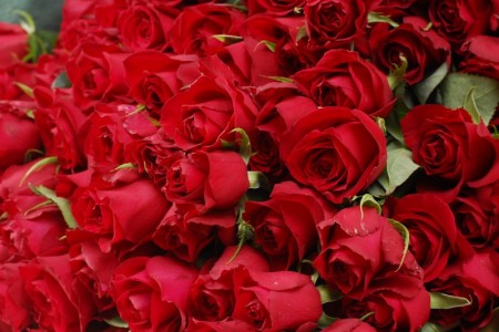 赤バラ200本花束
